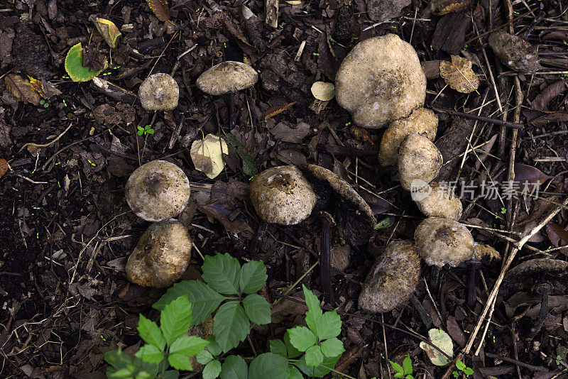森林里的毒蘑菇