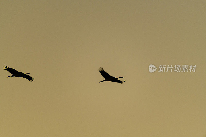 在秋天日落时，鹤鸟或普通鹤在半空中飞翔