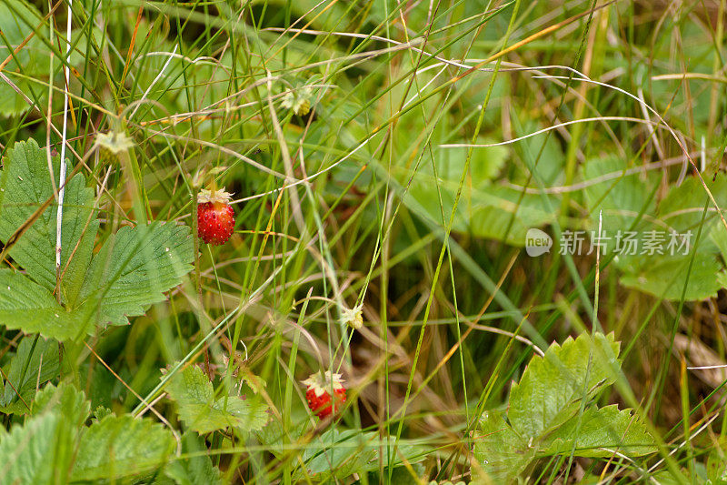 野草莓