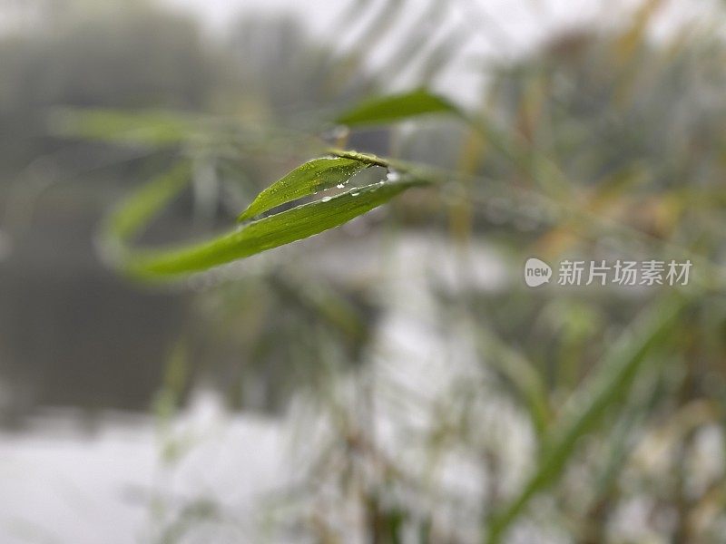 雨滴像珍珠