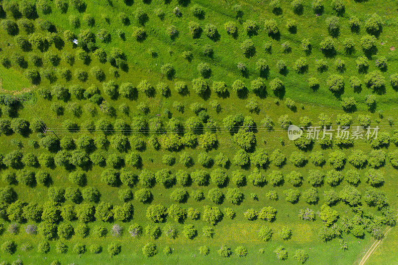 苹果园鸟瞰图。生机勃勃的绿色草地和成行的树木