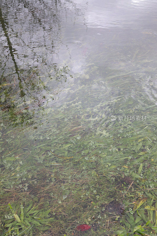 加拿大湿地中的水下绿色植物