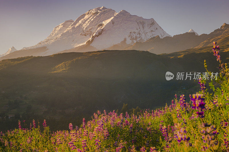 卡迪勒拉布兰卡山脉:在金色的日落与羽扇豆野花-安第斯山脉附近的瓦拉兹，秘鲁