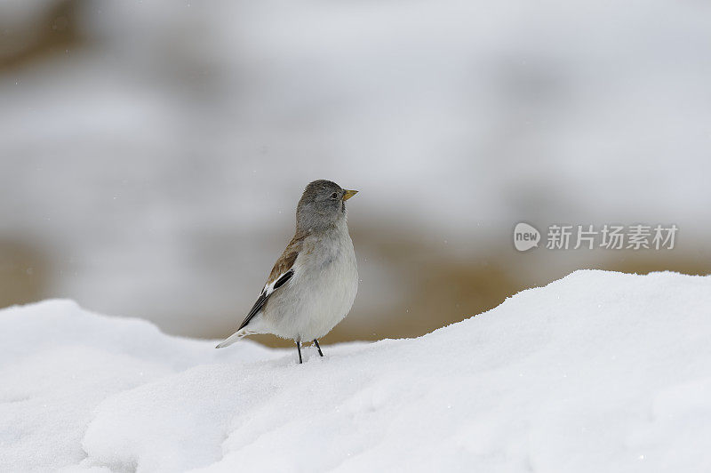 白翅雪雀