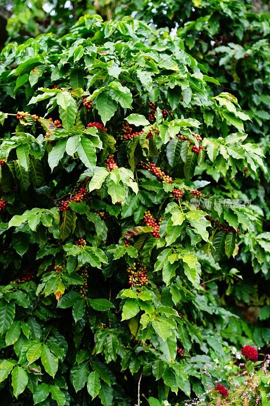绿色的咖啡植物，有红色的种子