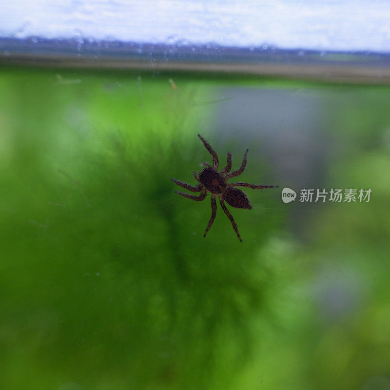 一只蜘蛛在水族玻璃上爬行的剪影