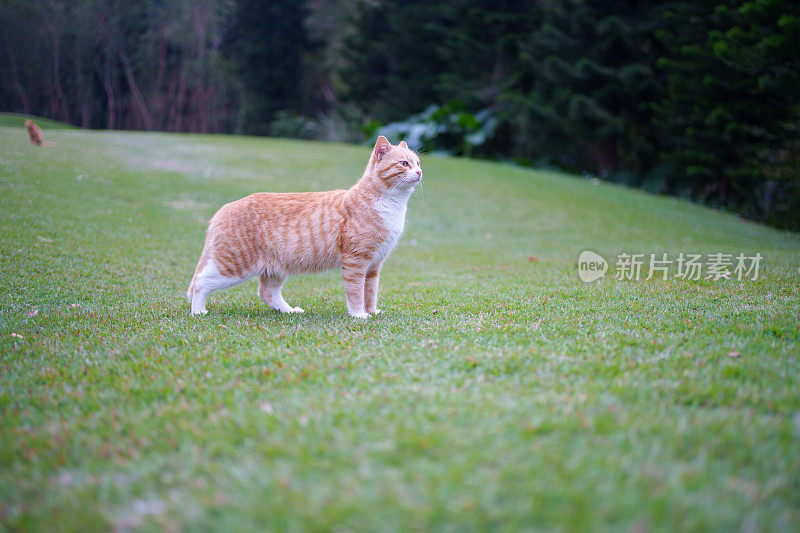 草地上的虎斑猫