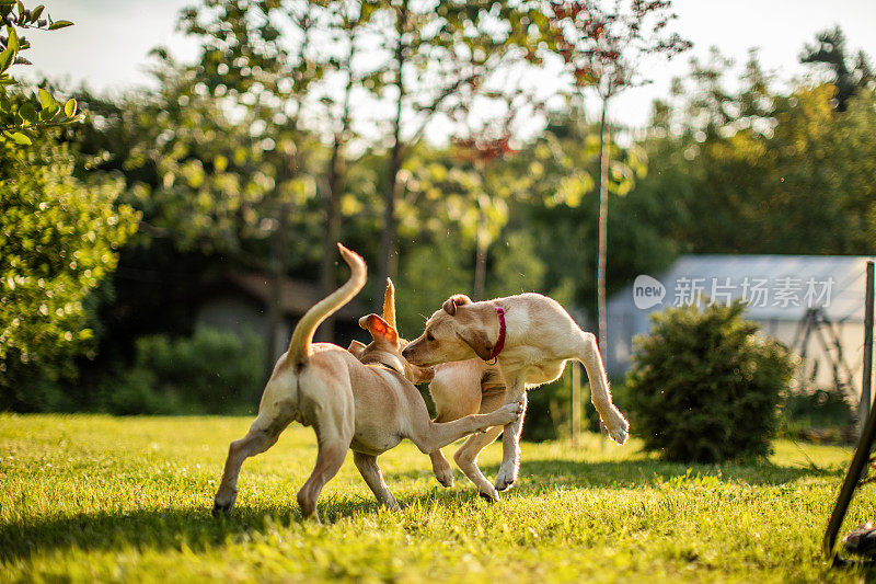 两只可爱的狗在后院玩耍