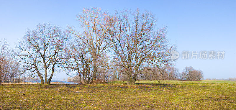 春天草地的全景图，蓝天映衬着橡树。四月，草地，乡村，生态。