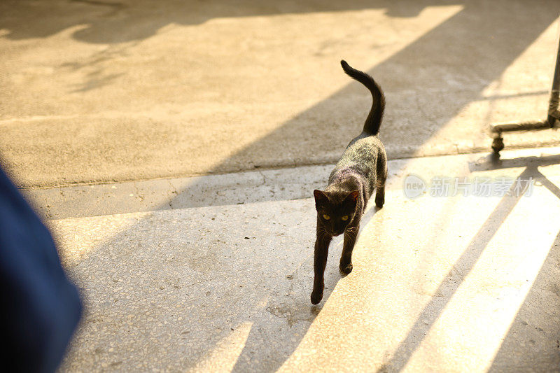 漂亮的小黑猫。