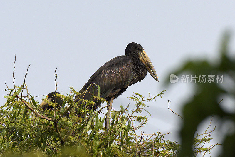 非洲Openbill