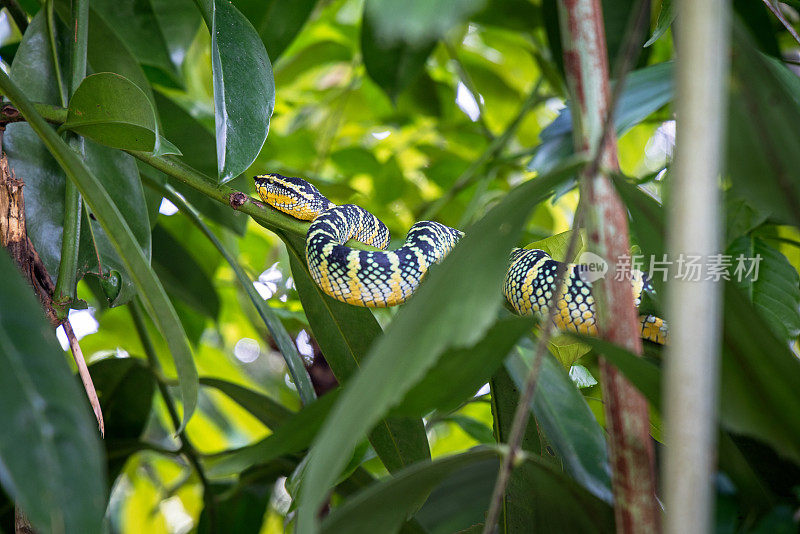 庙蛇或瓦格勒蝮蛇，瓦格勒蝮蛇在灌木丛中休息