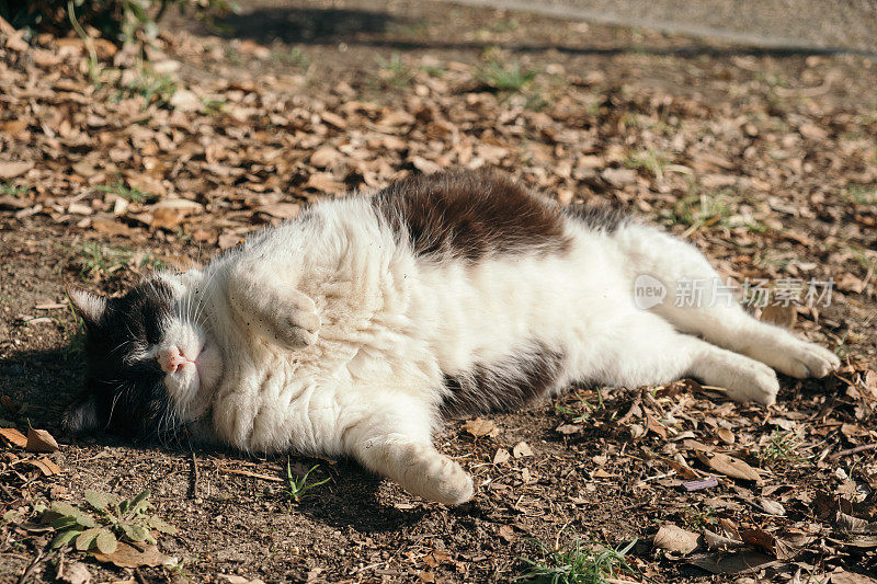 一只黑白相间的猫躺在落叶上