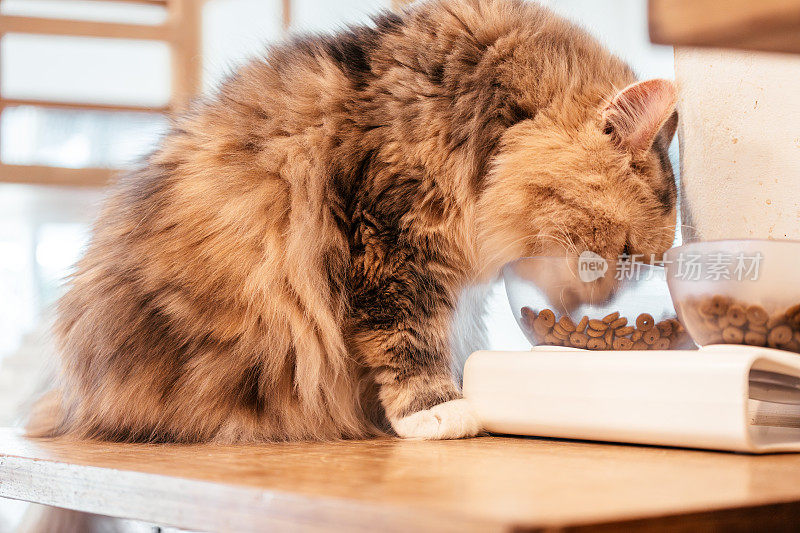 好奇的猫吃食物