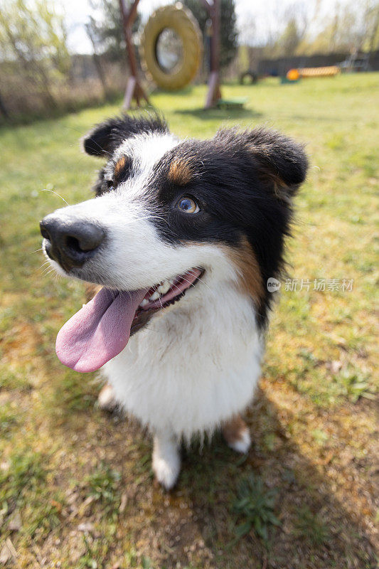 一只澳大利亚牧羊犬在训练场上休息