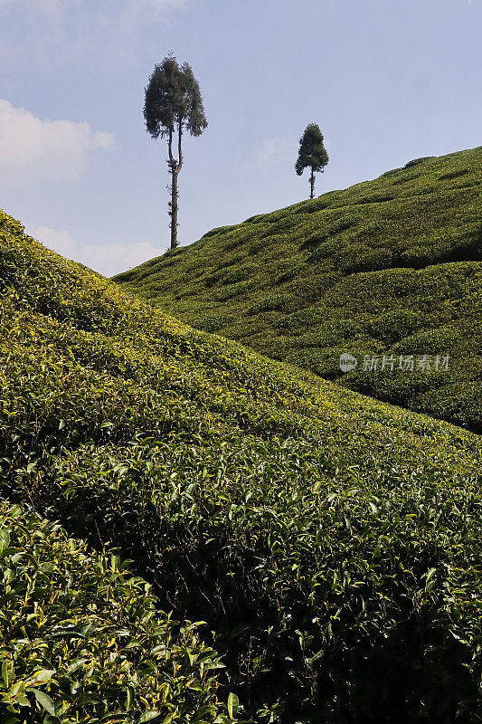 美丽郁郁葱葱的大吉岭茶园，位于印度西孟加拉邦喜马拉雅山麓的米里克附近著名的戈帕尔达拉茶园