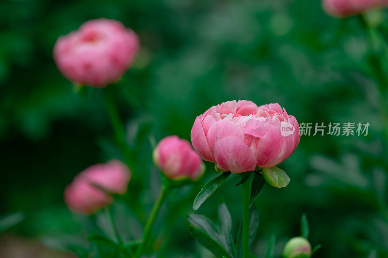 美丽的珊瑚粉色牡丹花盛开在花园里。夏季自然花朵的背景。