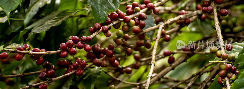 旗咖啡豆浆果种新鲜种子。全景熟红咖啡树生长绿色生态有机农场。横幅红种子成熟罗布斯塔阿拉比卡浆果收获咖啡园。咖啡豆树拷贝空间