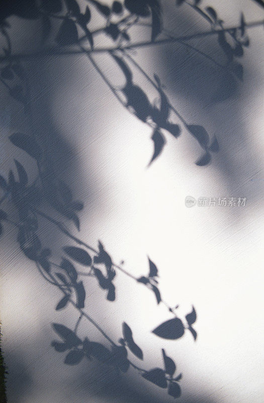 白墙上的植物影子