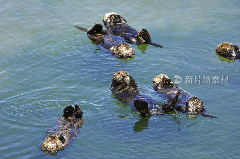 许多野生海獭在平静的海水中休息