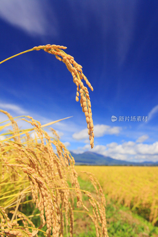 稻田里种植着水稻，远处是浅山