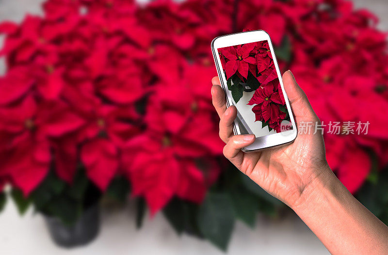 智能手机屏幕显示凤尾花圣诞花