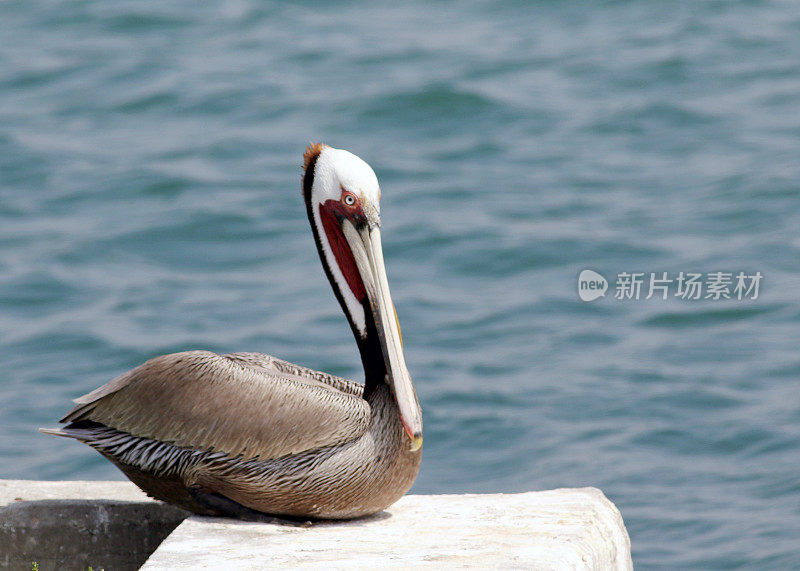 坐在海堤上的鹈鹕