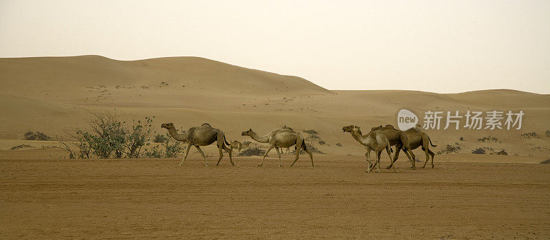 野骆驼沙漠全景图