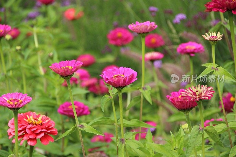 粉色zinnia花