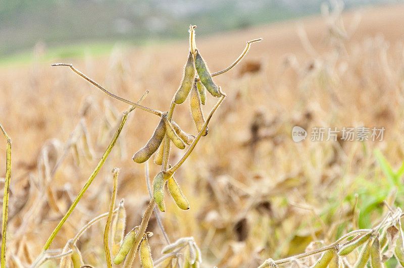 准备收获的大豆田