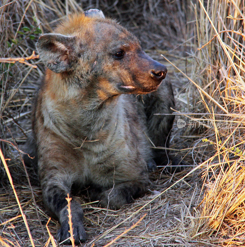 南非:克鲁格国家公园里的斑点鬣狗