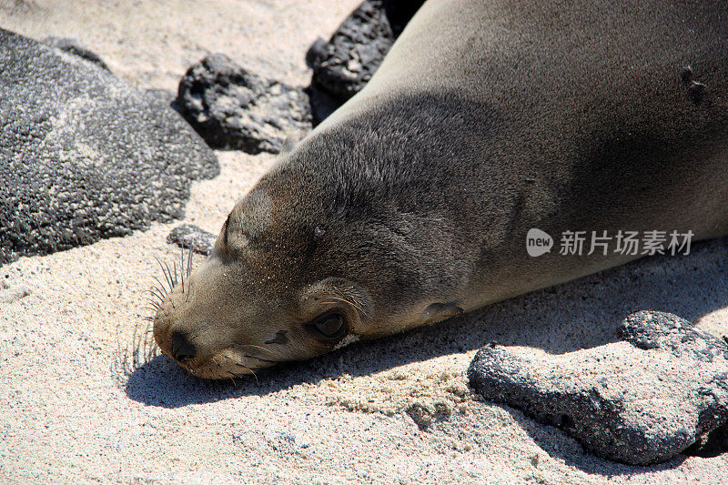 加拉帕戈斯群岛:加?奇诺岛的帕戈斯海狮