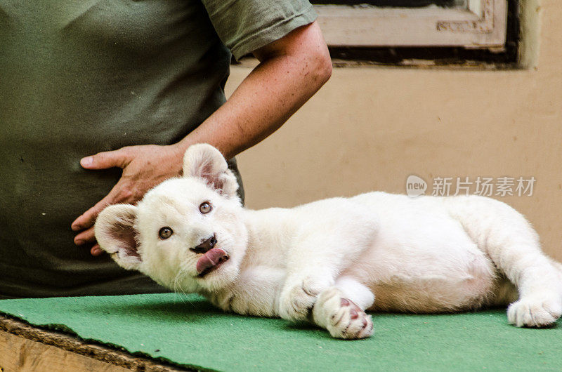 白狮幼崽