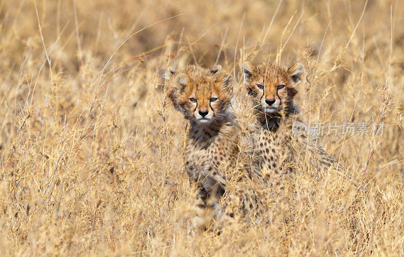 非洲坦桑尼亚塞伦盖蒂国家公园的猎豹幼崽