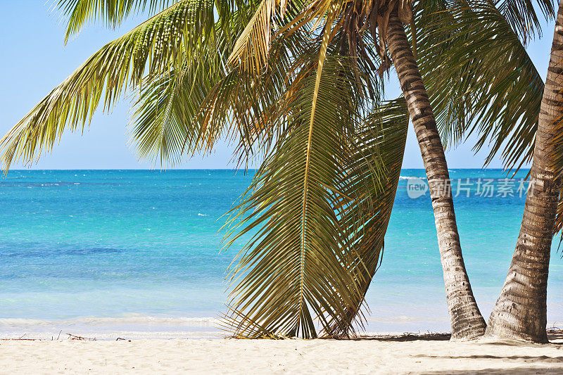 多米尼加共和国拉斯特雷纳斯的加勒比棕榈树