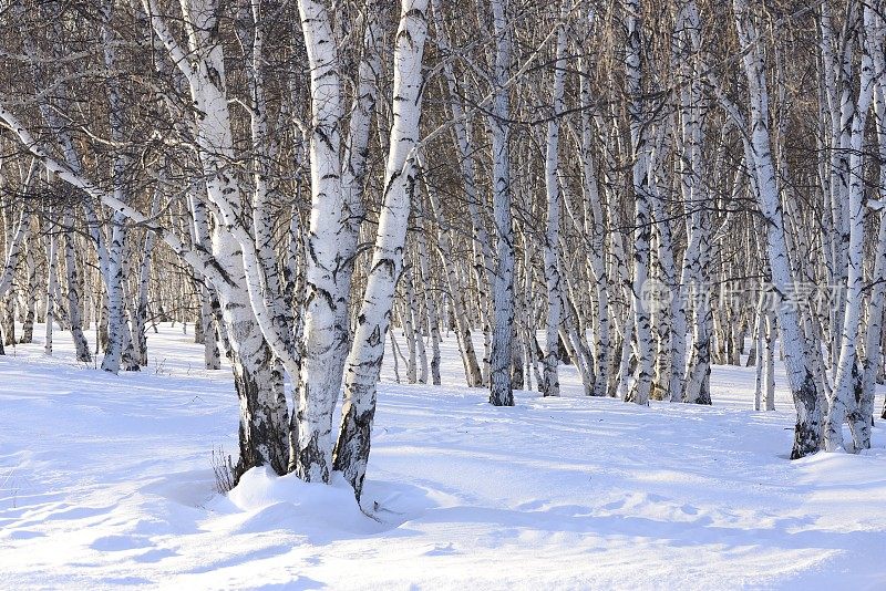 冬天，森林被雪覆盖