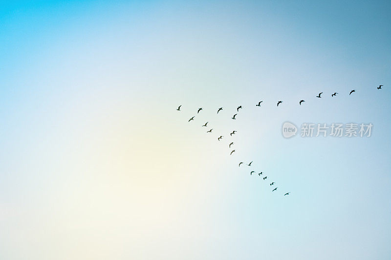一组鸟类在蓝天下迁徙