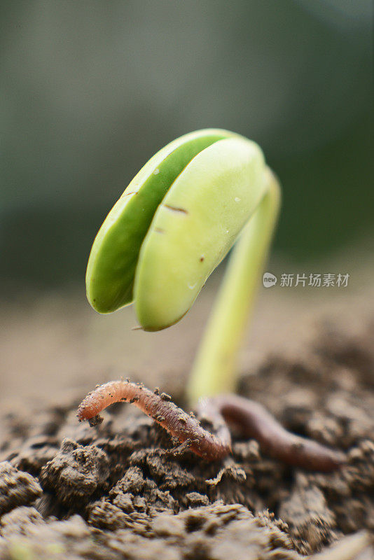 与蚯蚓一起生长的小芽