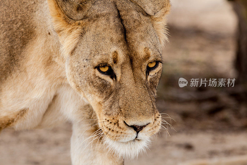南非喀拉哈里沙漠的母狮