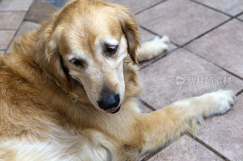 金毛猎犬