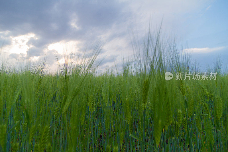 麦田