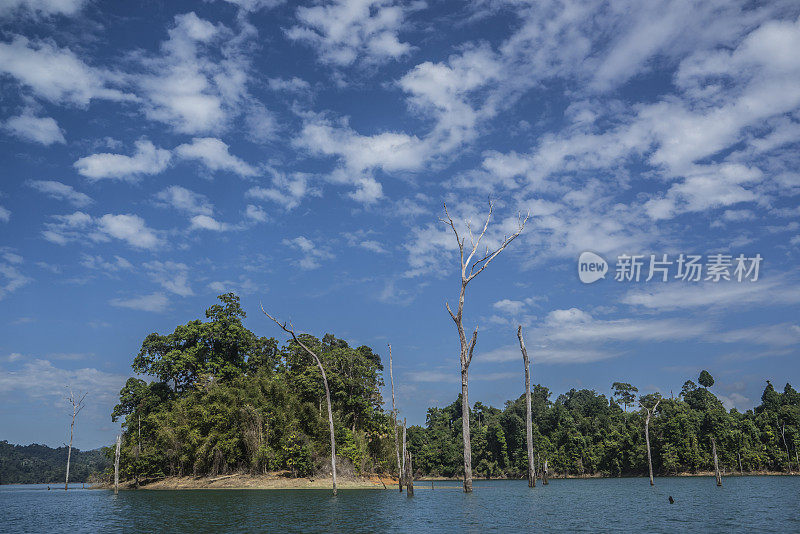 湖上枯树