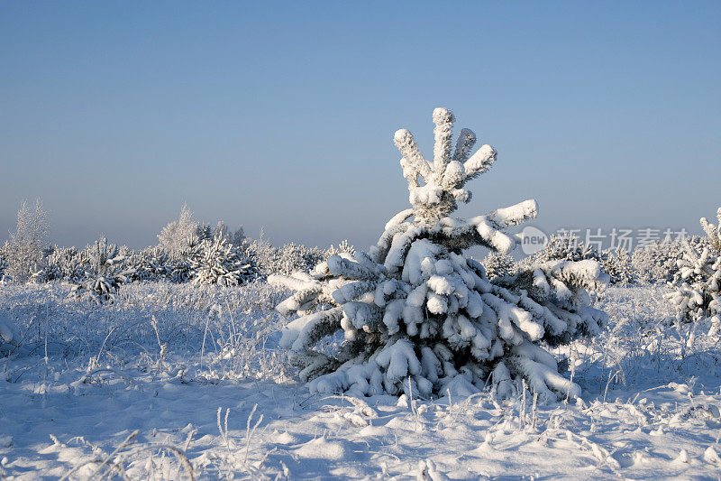 白雪覆盖的云杉