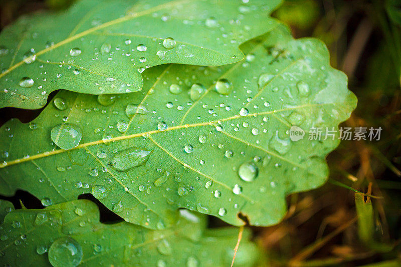 橡树叶上的雨滴