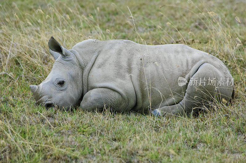 野生白犀牛宝宝在妈妈旁边休息