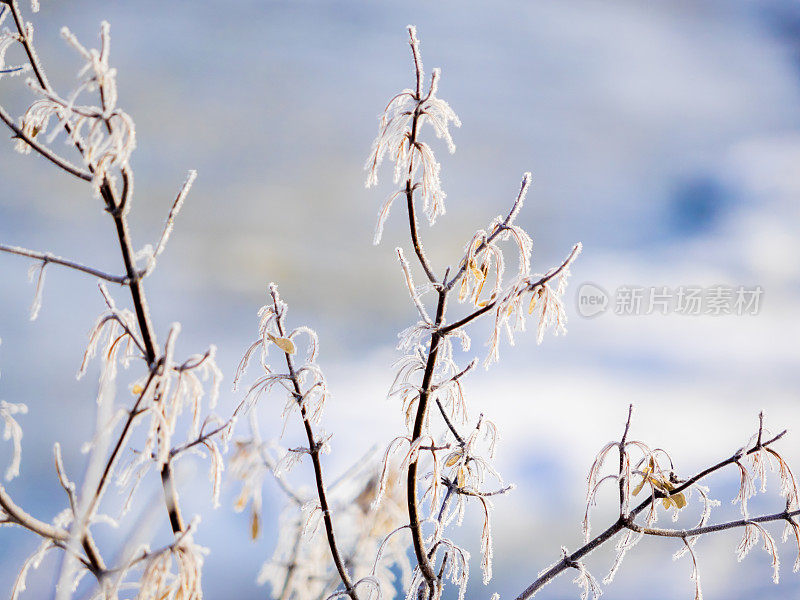 冬季冰冻植物特写