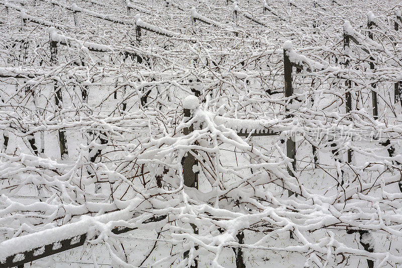 意大利白雪覆盖的葡萄园