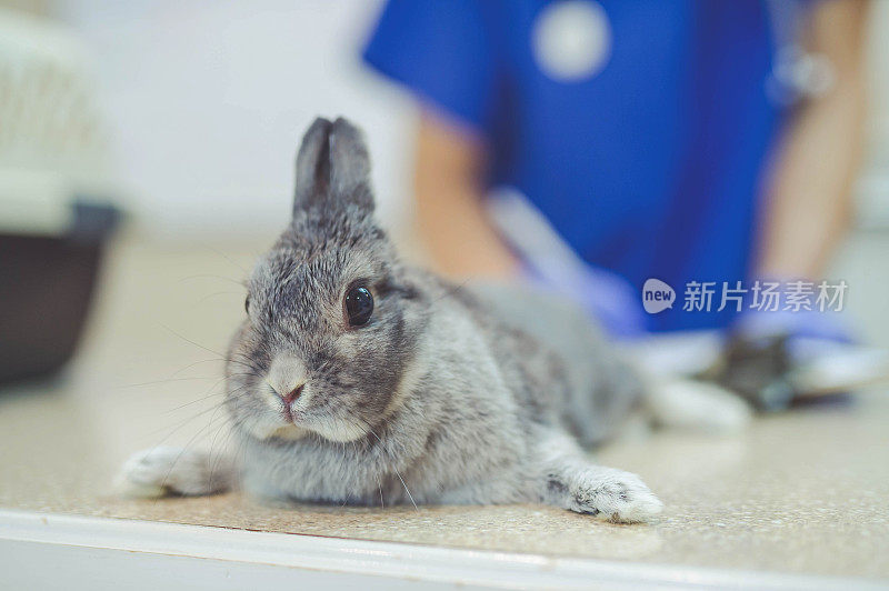男兽医抱着一只兔子在检查