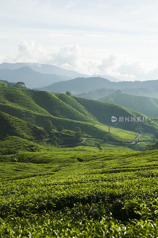 马来西亚彭亨卡梅隆高原的茶园