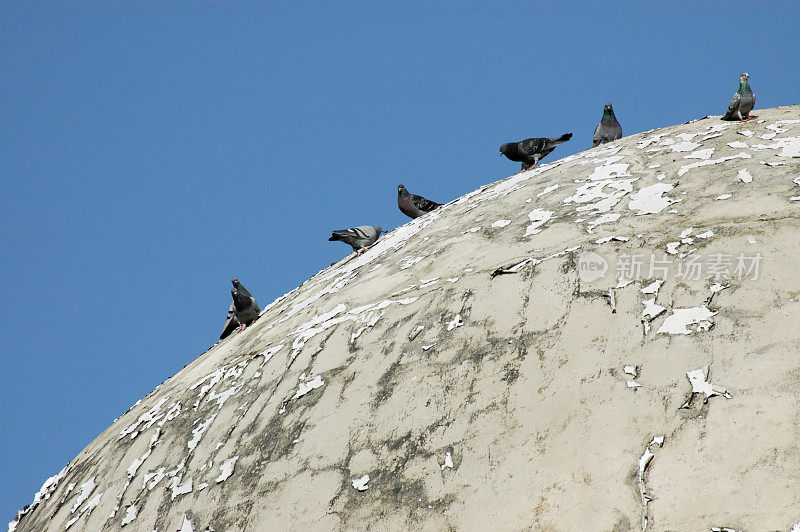 鸽子坐在穹顶上